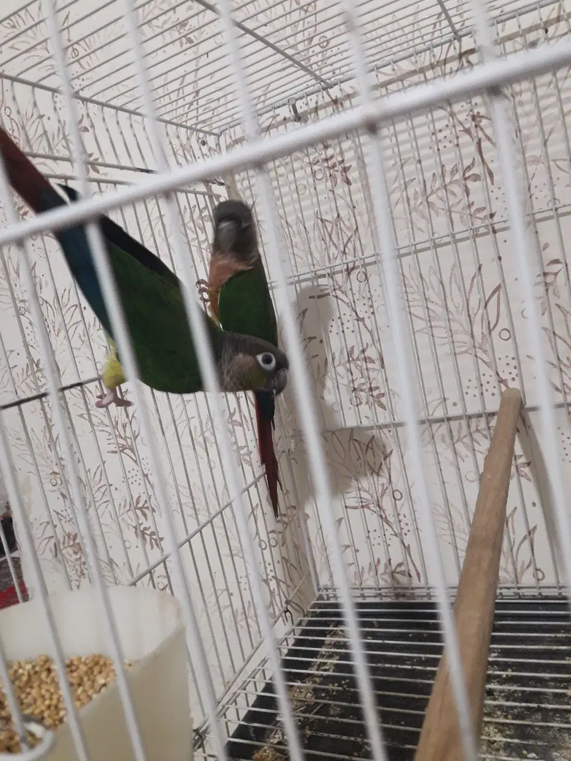 جفت کوتوله و گرینچیک مولد|پرنده|مشهد, مهدی آباد (بلوار توس)|دیوار