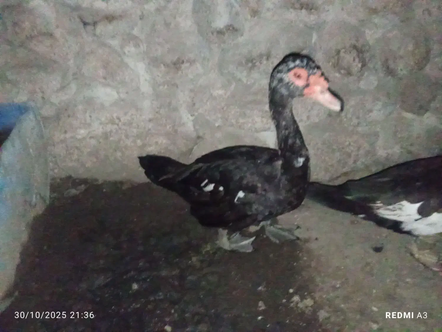 اردک و غاز|حیوانات مزرعه|بندرعباس, |دیوار