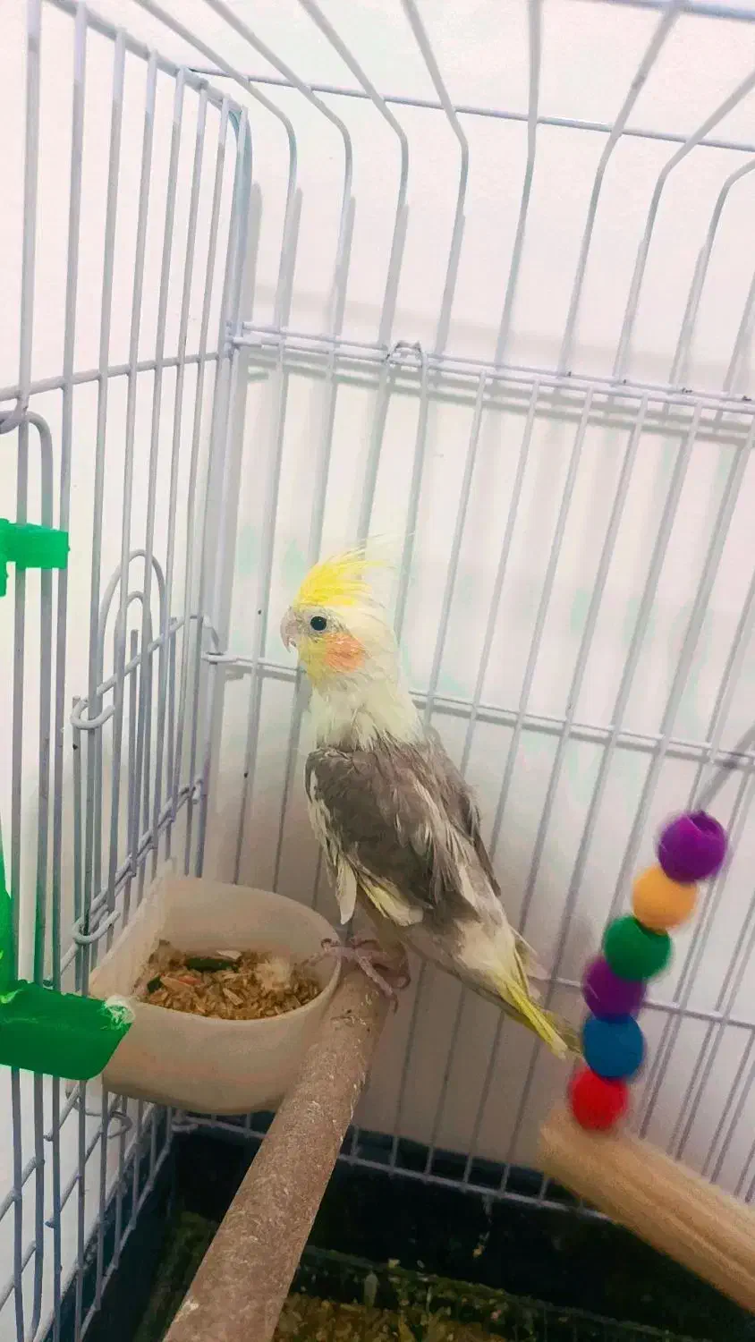 پرنده|پرنده|تهران, هرندی|دیوار