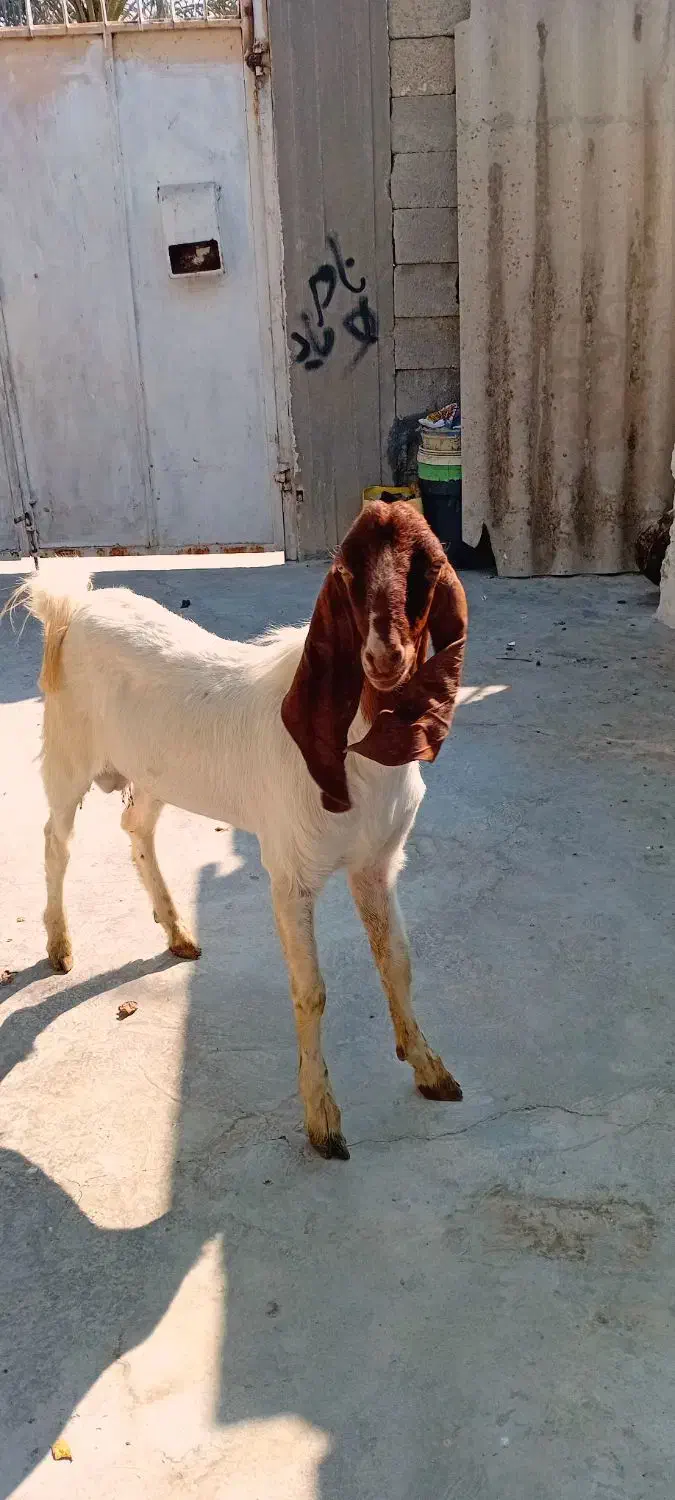 حیوانات به فروش میرسددونه ای ۱۵میلیون|حیوانات مزرعه|گله دار, |دیوار