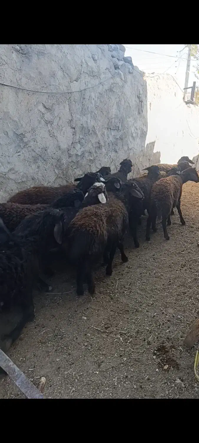 بره نر قره قزل|حیوانات مزرعه|تیکمه داش, |دیوار