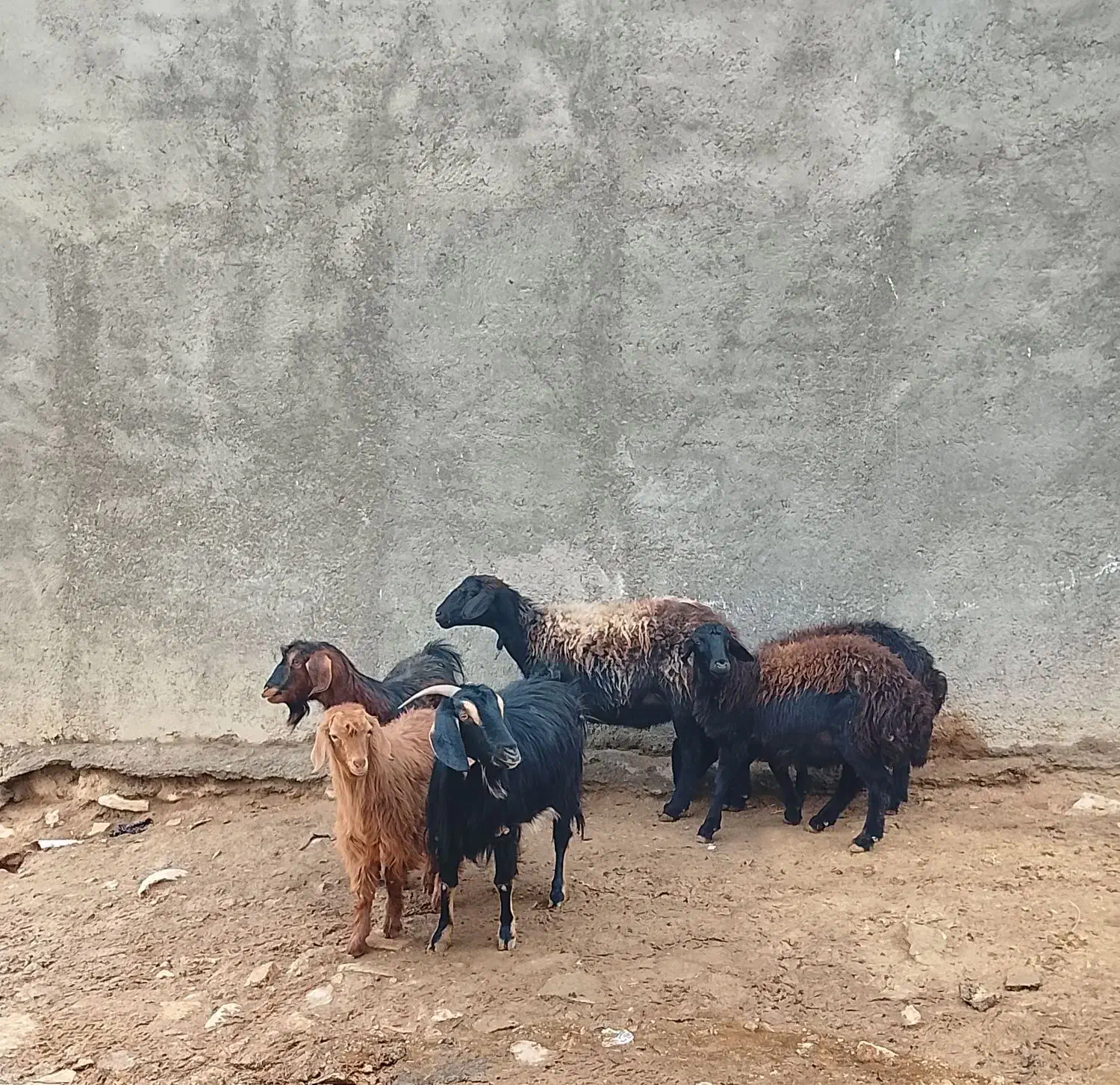 گوسفند و بز|حیوانات مزرعه|سجاس رود, |دیوار