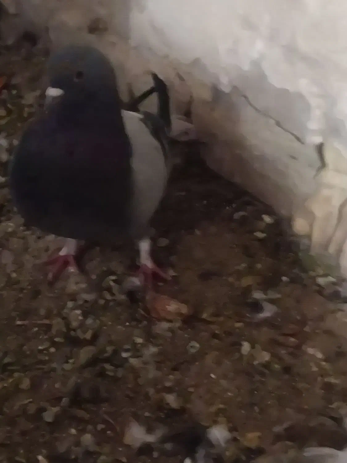 دوتا نر فروشی|پرنده|شهرکرد, |دیوار