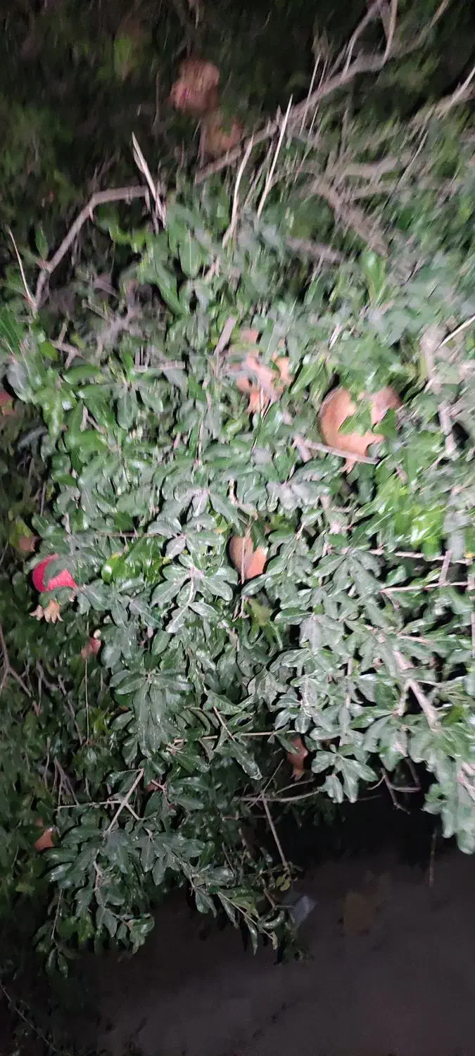 گاوداری|فروش دفتر صنعتی، کشاورزی، تجاری|ایوان, |دیوار