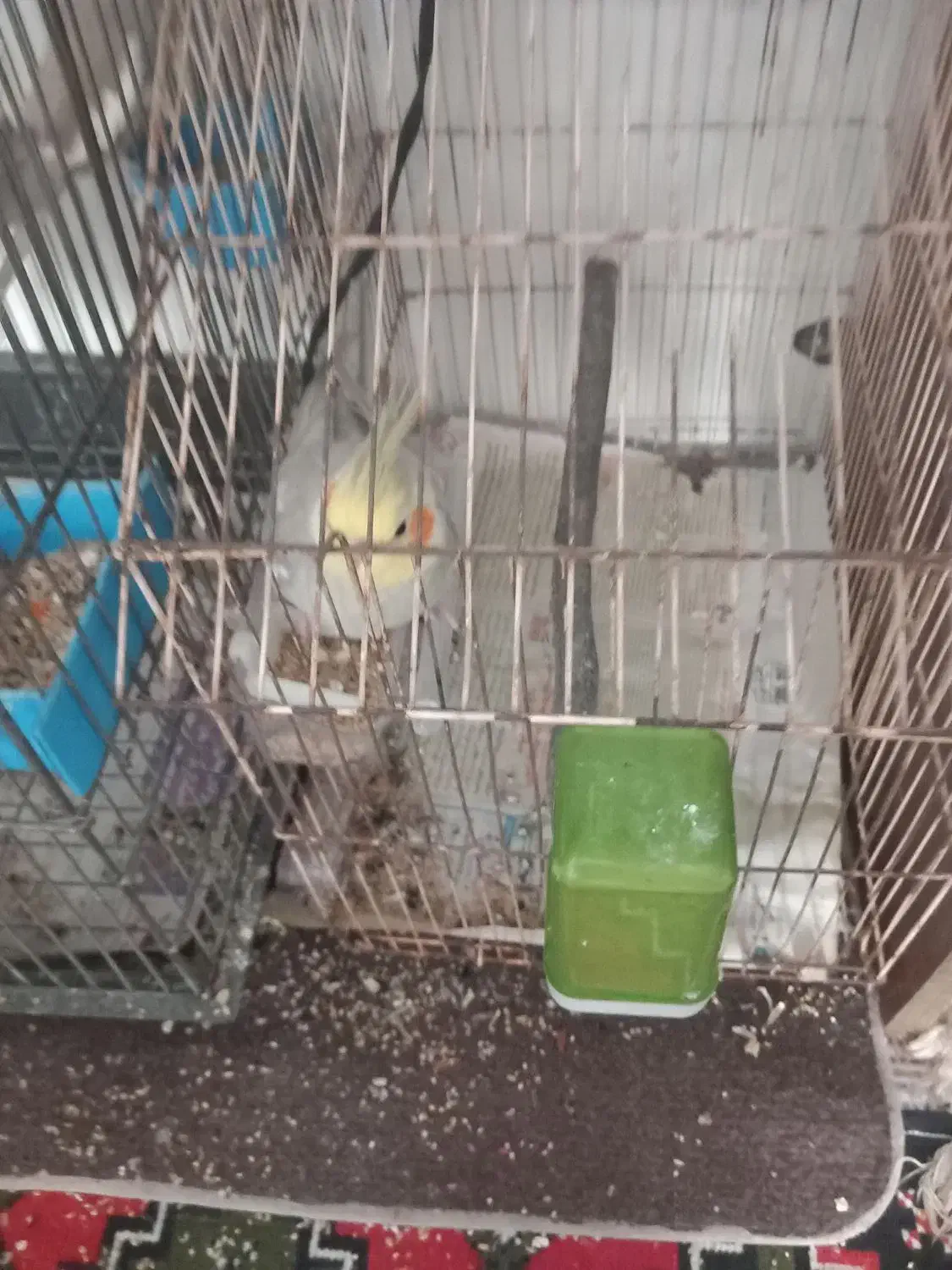 فروش ۳عدد عروس هلندی|پرنده|چاف و چمخاله, |دیوار