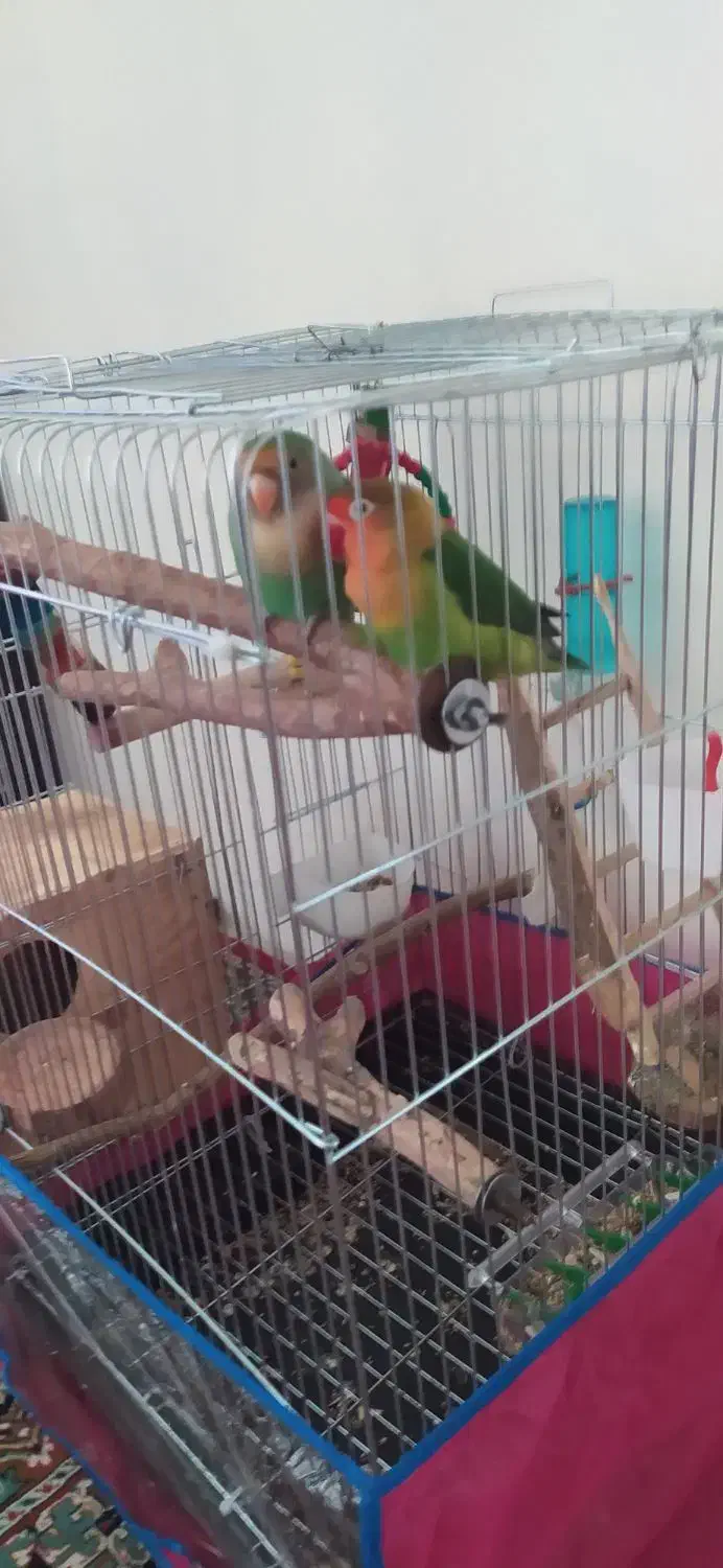 طوطی کوتوله مولد|پرنده|شیراز, کوشک میدان|دیوار