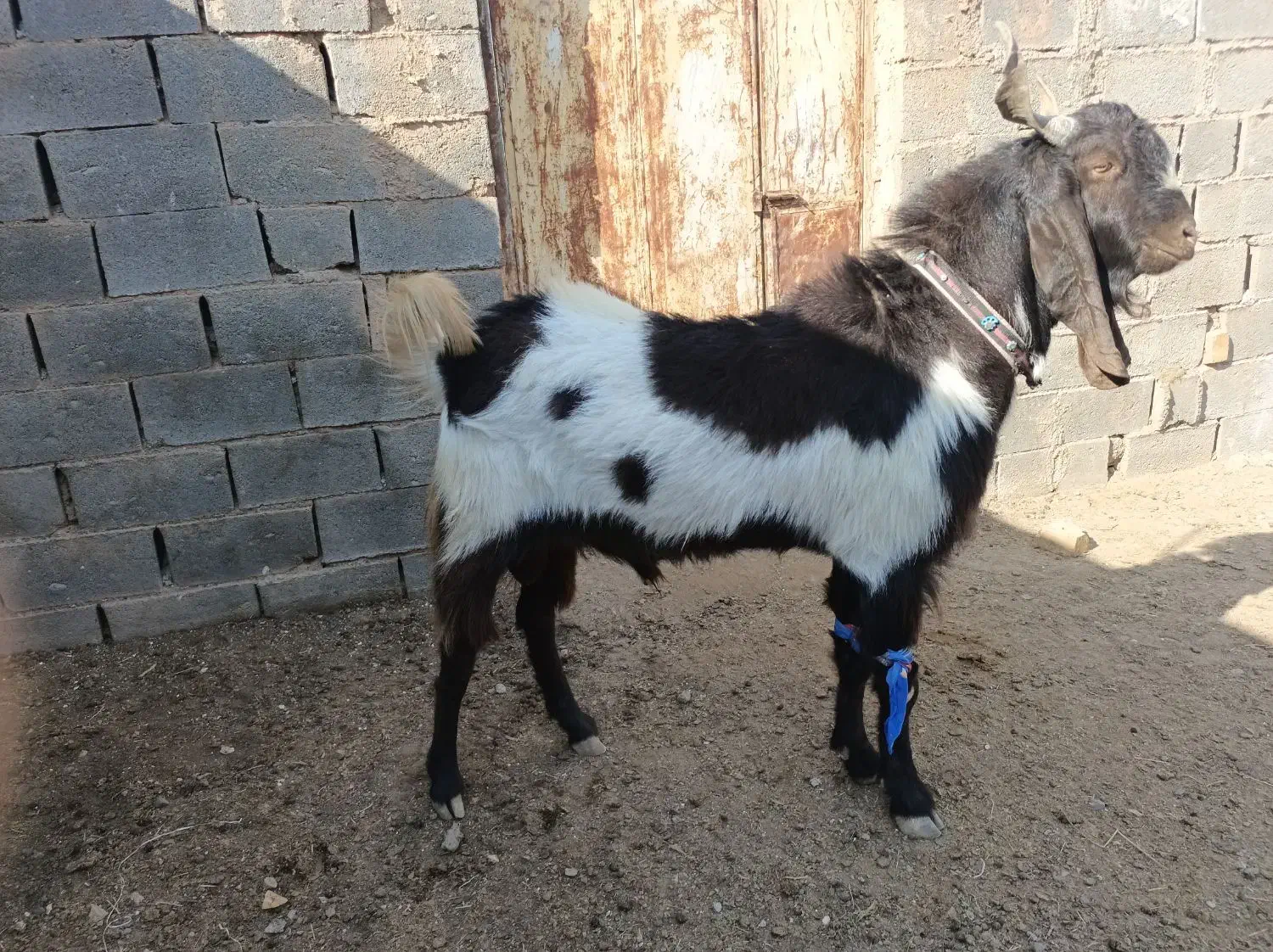 بزغاله پاکستانی|حیوانات مزرعه|تربت جام, جامرود|دیوار