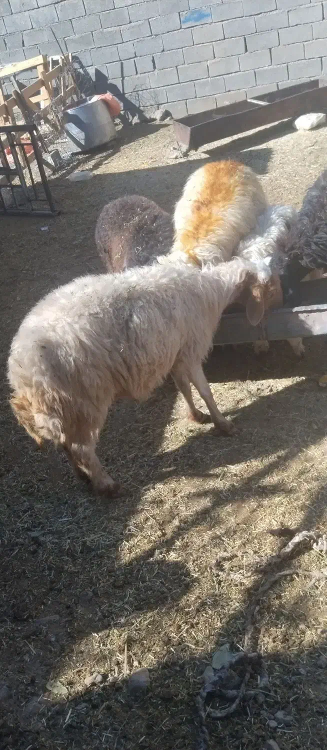 میش جوان|حیوانات مزرعه|گچی, |دیوار