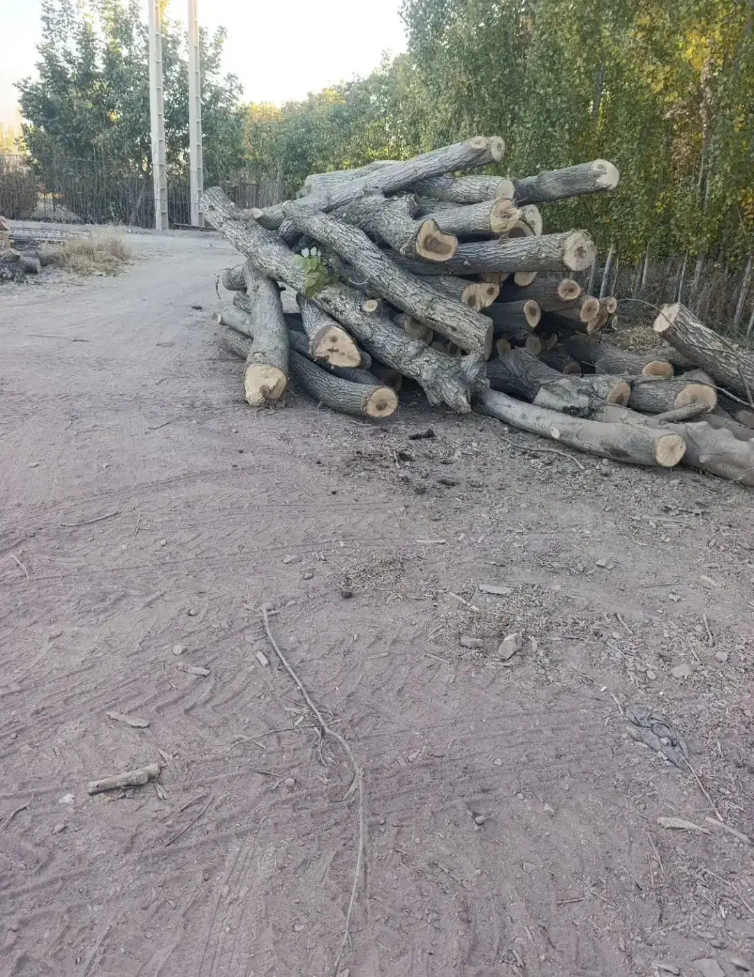 خریداره چوب های بادام گردو زرد آلو وزم ونو بید و..|خدمات باغبانی و درختکاری|ساروق, |دیوار