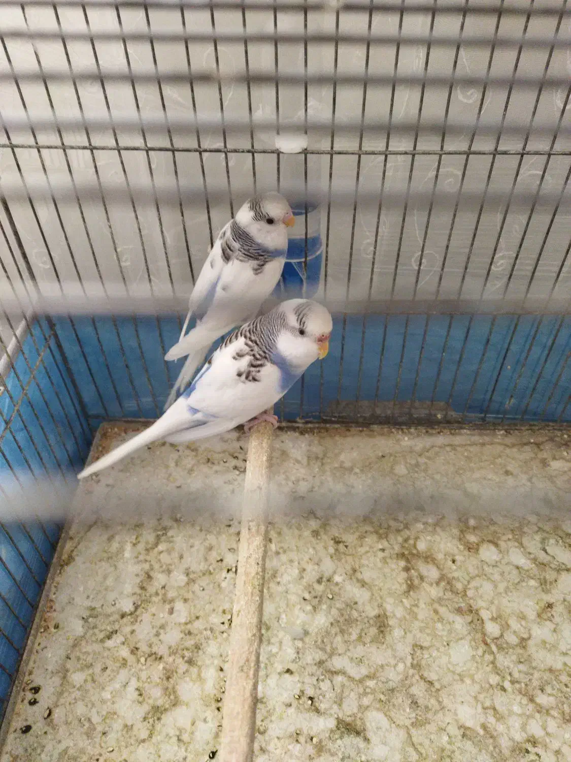 مرغ عشق|پرنده|قم, بنیاد|دیوار