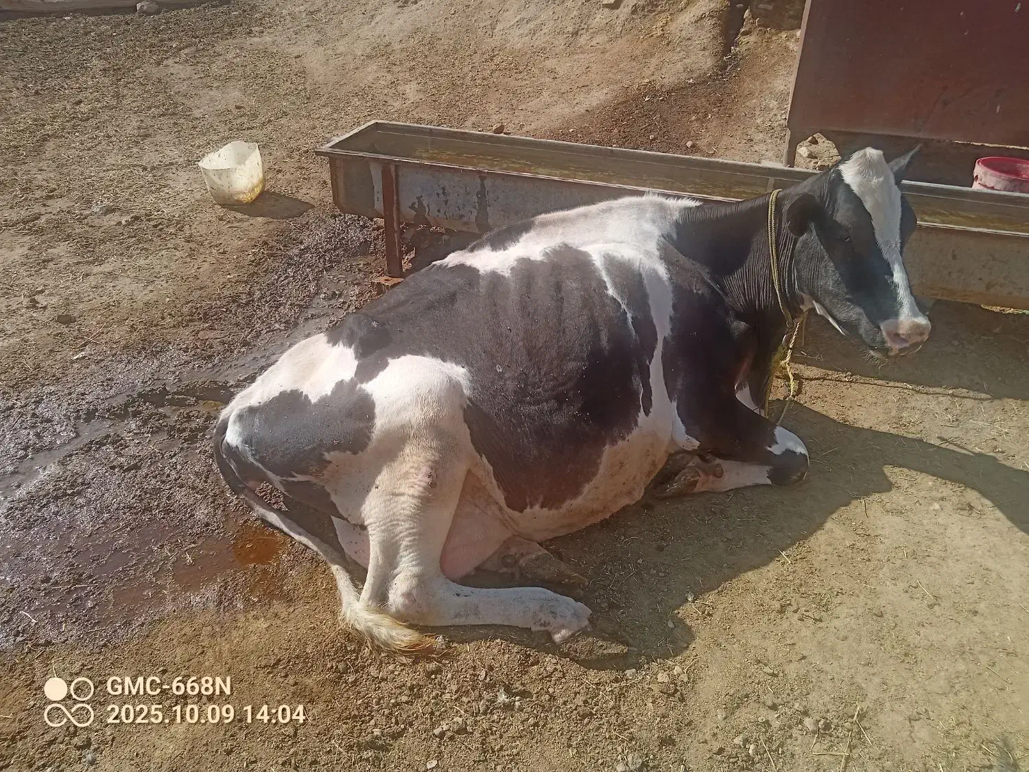 گاو برای قصابی|حیوانات مزرعه|حلب, |دیوار