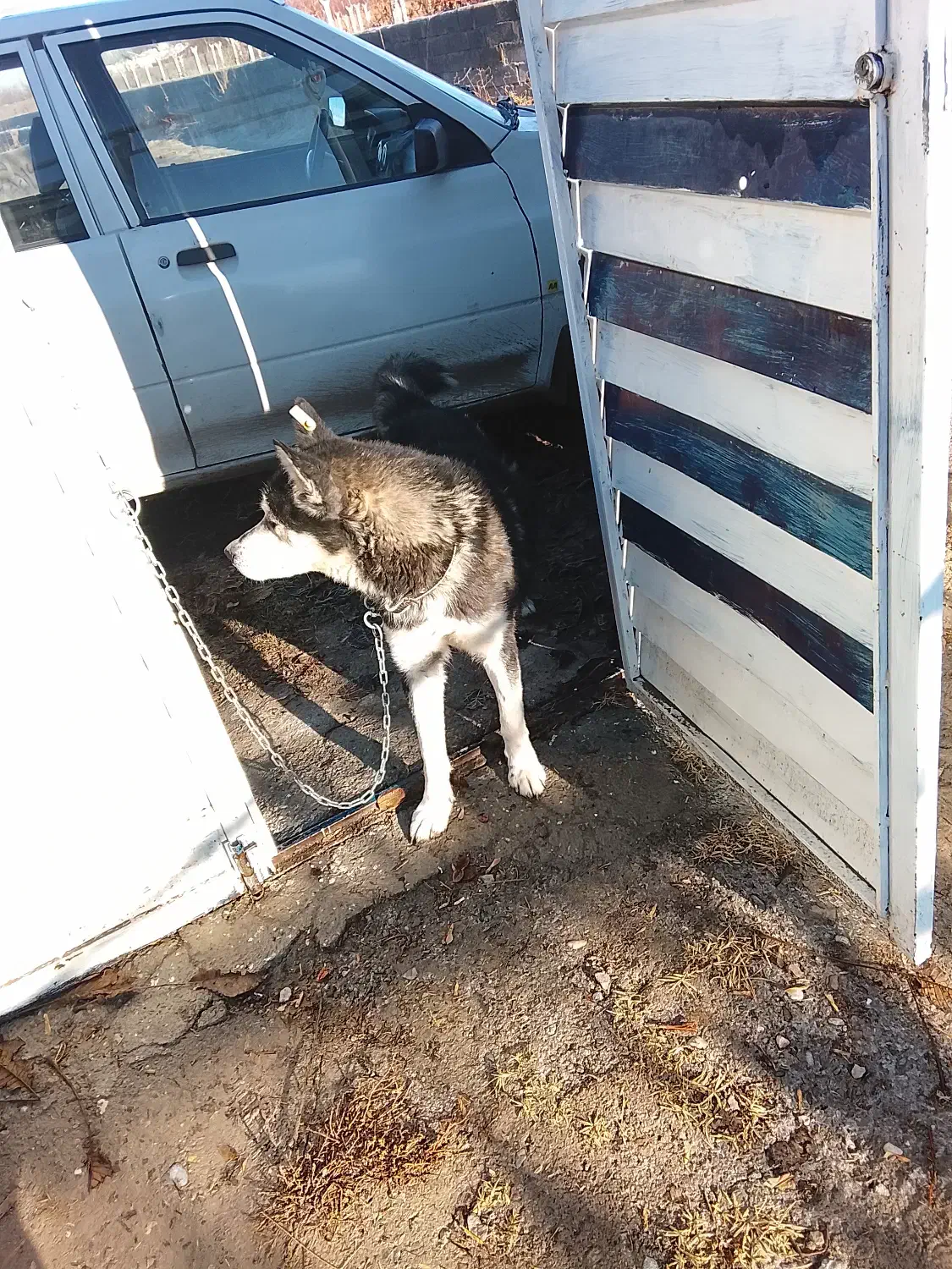 سگ هاسکی|سگ|ارومیه, |دیوار