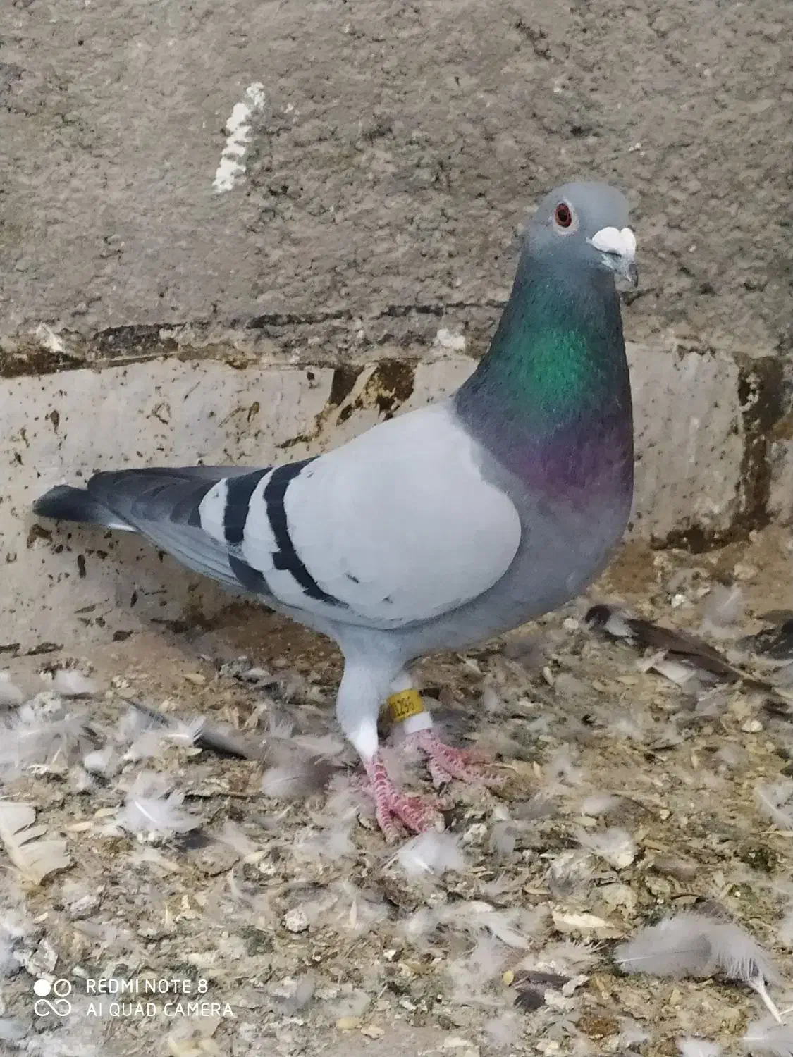 کبوتر  عتیقه جوجه و بزرگ|پرنده|آزادشهر, |دیوار