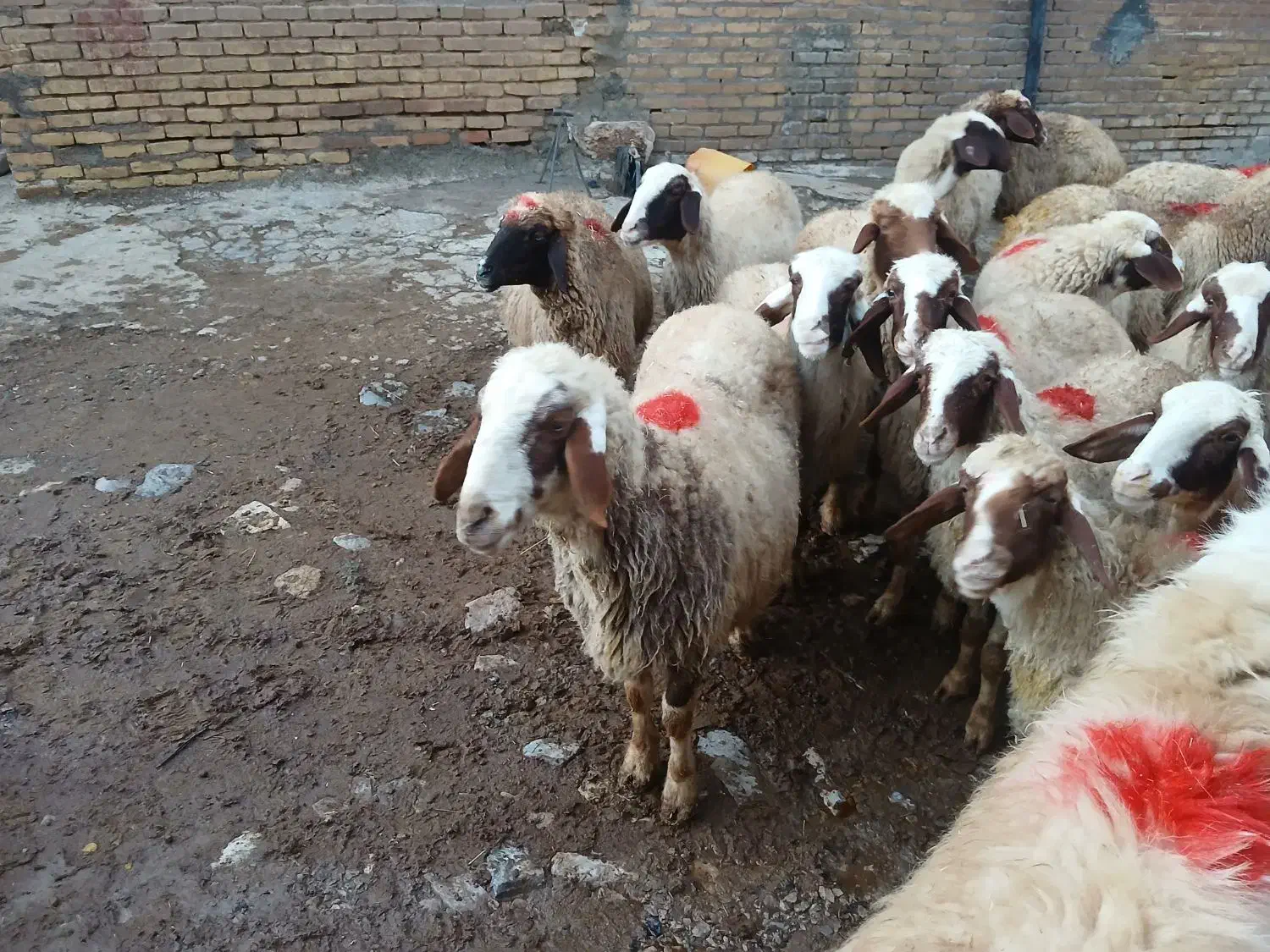 گوسفند سنجابی و قوچ|حیوانات مزرعه|ماهیدشت, |دیوار