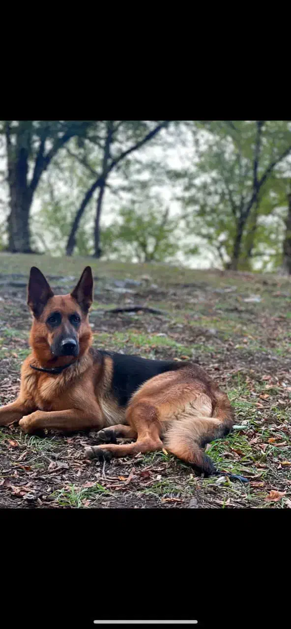 گمشده|سگ|گرگان, |دیوار