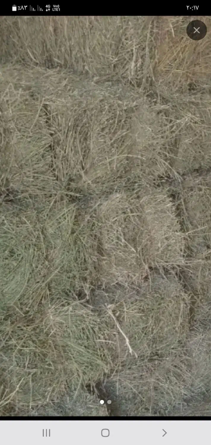 پرس یونجه|لوازم جانبی حیوانات|سیلاخور, |دیوار