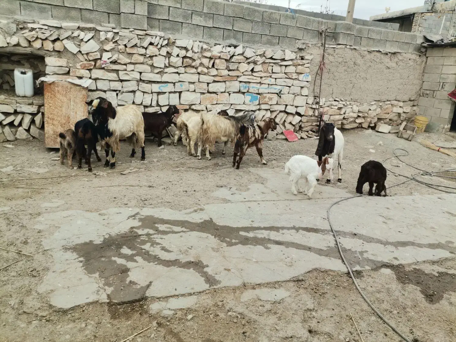 تعدادی بز وبزغاله درجه یک|حیوانات مزرعه|روانسر, |دیوار