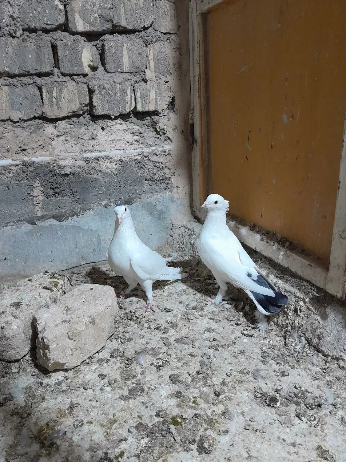 کفتر نر پلاس|پرنده|قم, تعویض پلاک|دیوار