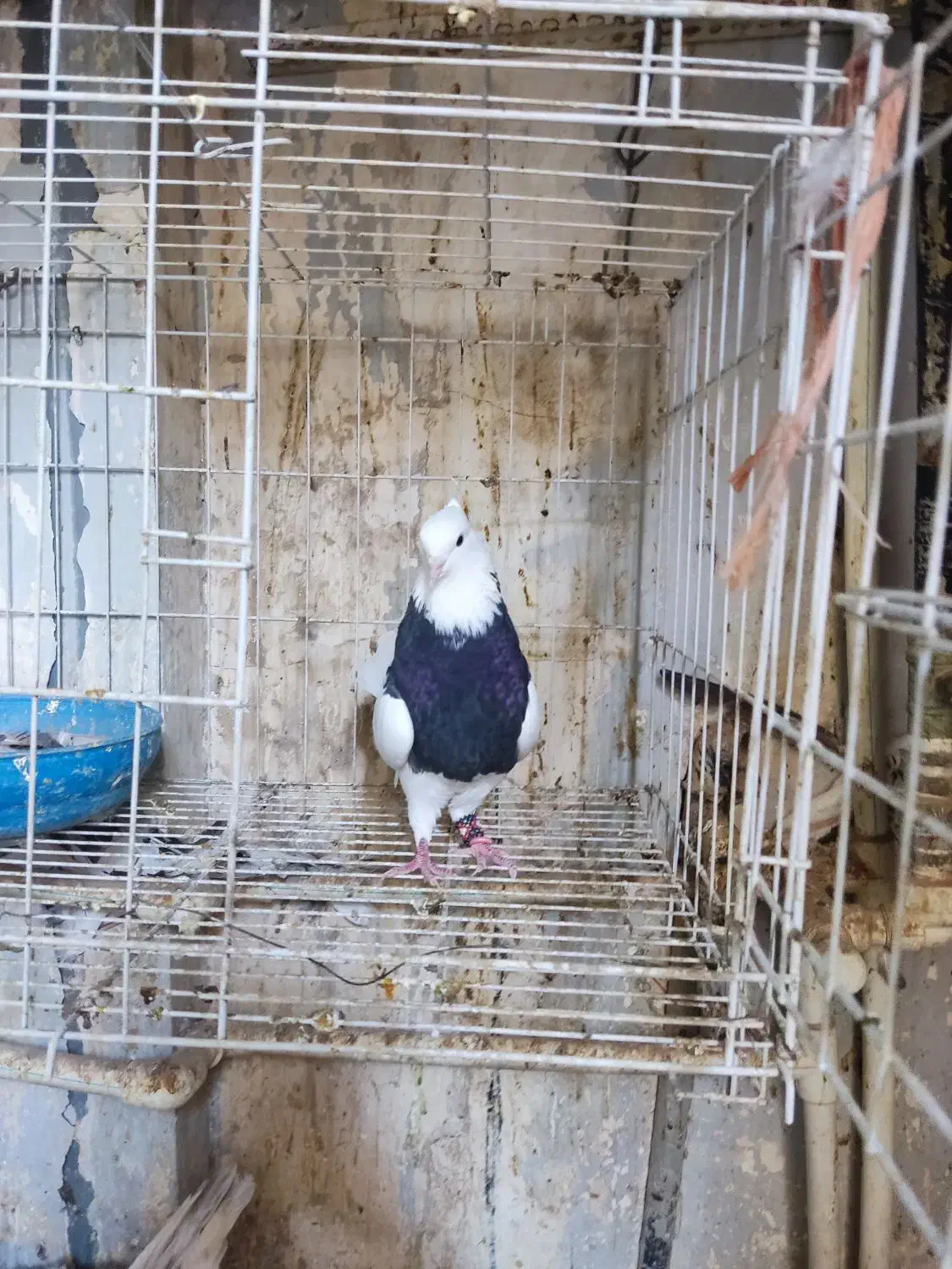 کبوتر رنگی|پرنده|اهواز, شهرک حفاری|دیوار