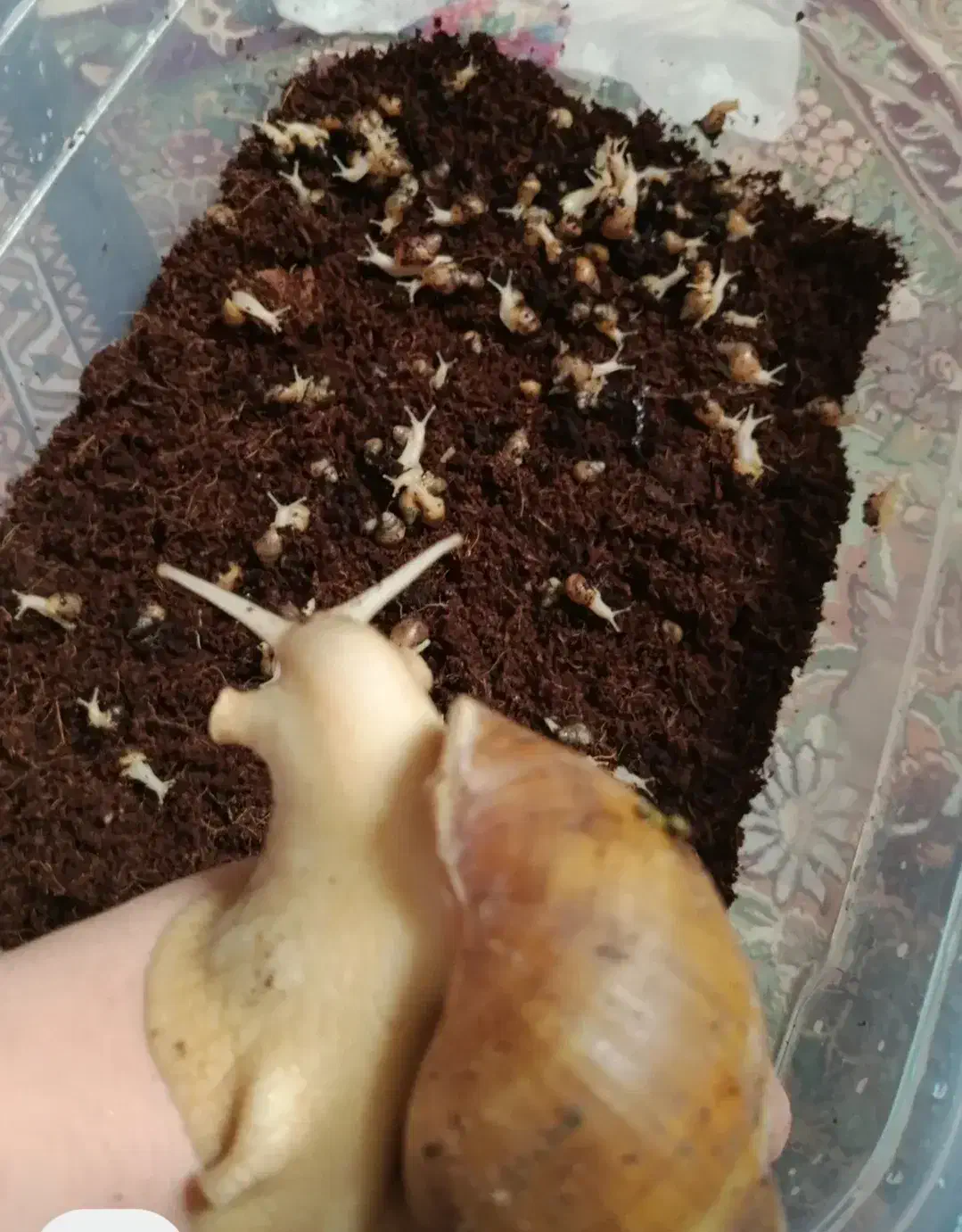 حلزون|خزنده|یزد, |دیوار