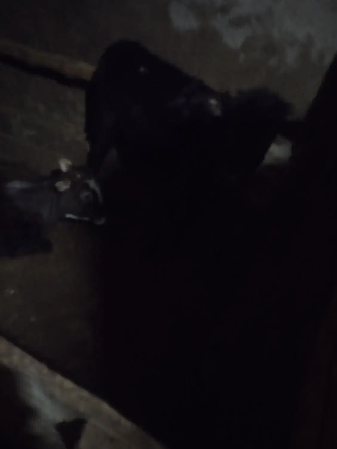 گاو|حیوانات مزرعه|شادیان, |دیوار