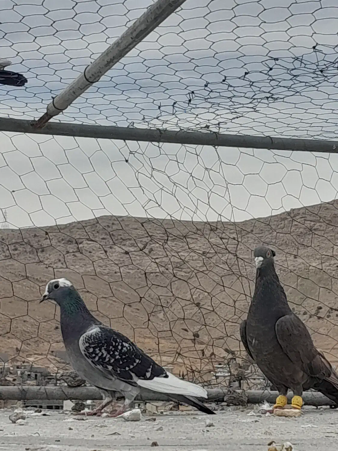 کبوتر|حیوانات|شیراز, نیستان|دیوار