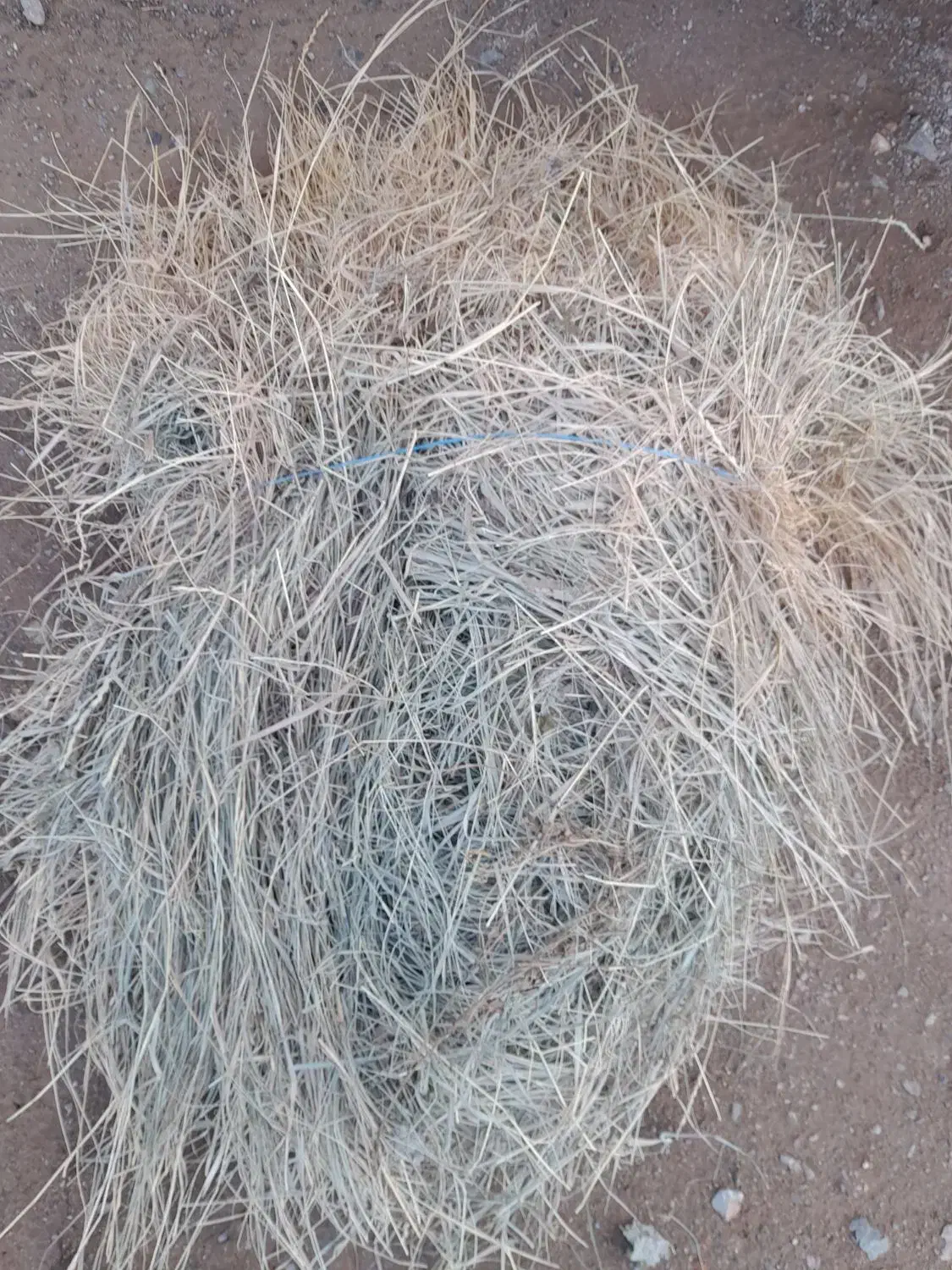 علف|لوازم جانبی حیوانات|انزل, |دیوار