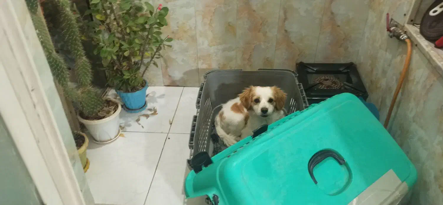 سگ شیتزو|سگ|کرمانشاه, |دیوار