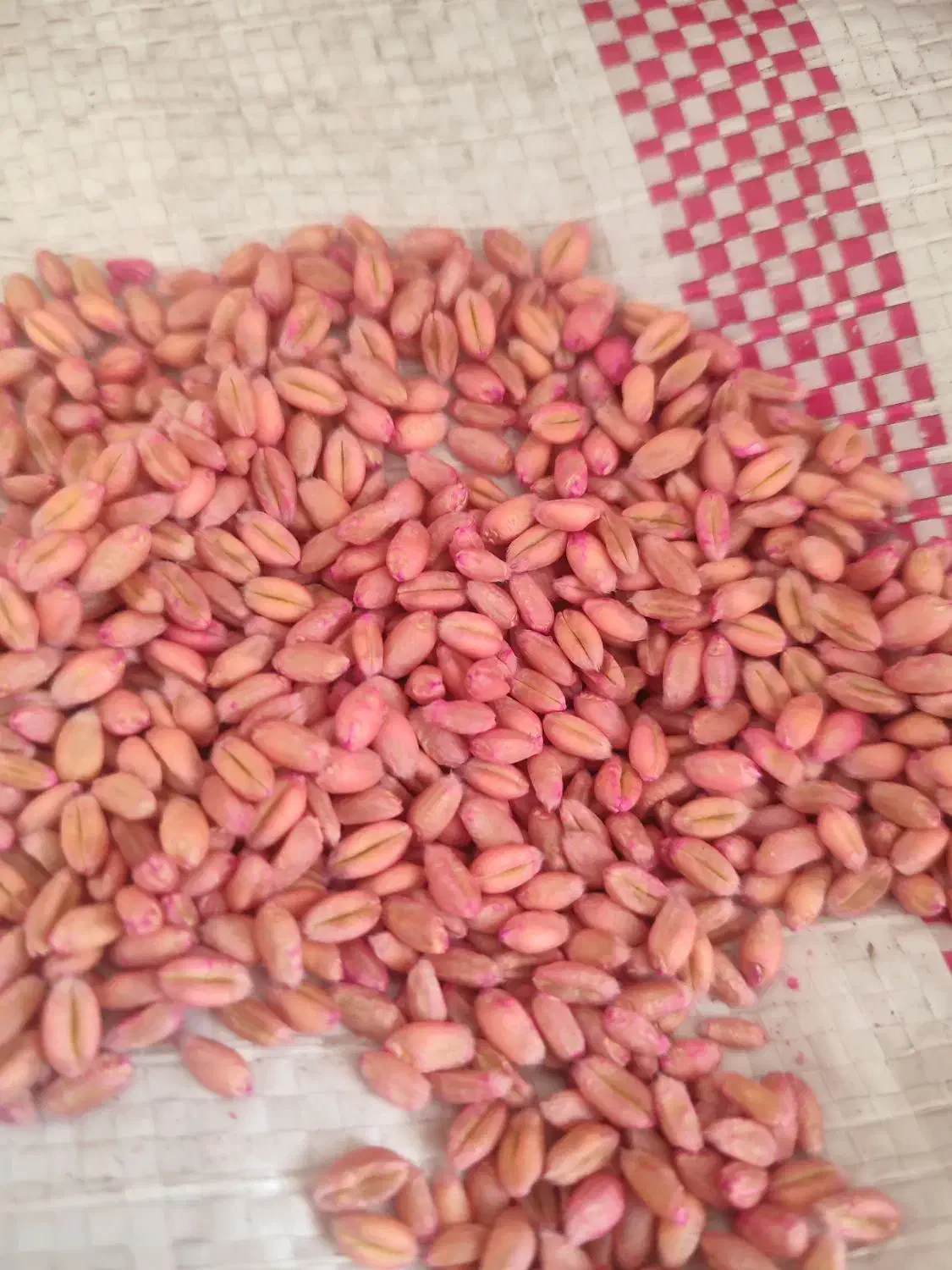 گندم بذری پیشگام سبوس گندم و تفاله پرک  گندم دامی|خدمات باغبانی و درختکاری|تربت جام, معدآباد|دیوار