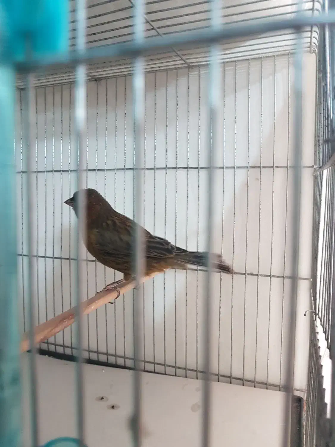 قناری نروماده سرخ|پرنده|تهران, جیحون|دیوار