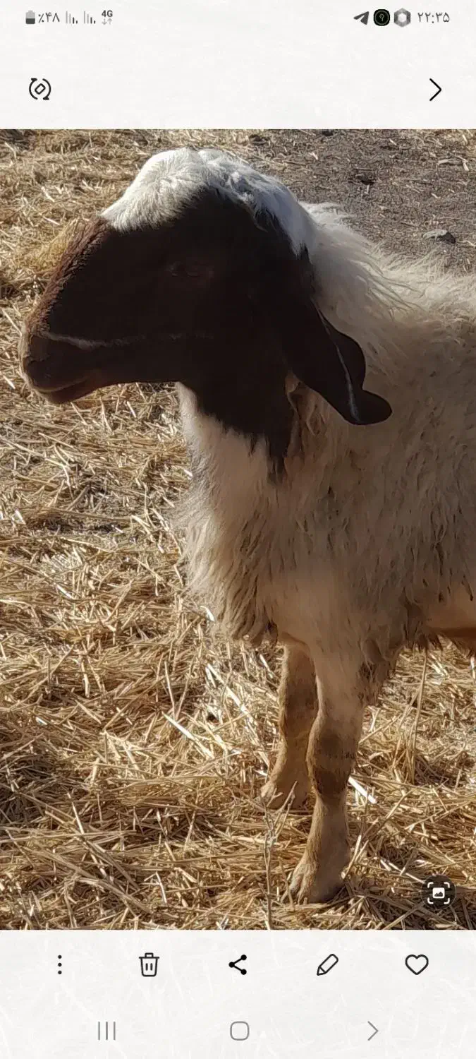 شک ورن سنجابی اصیل|حیوانات مزرعه|سرپل ذهاب, |دیوار