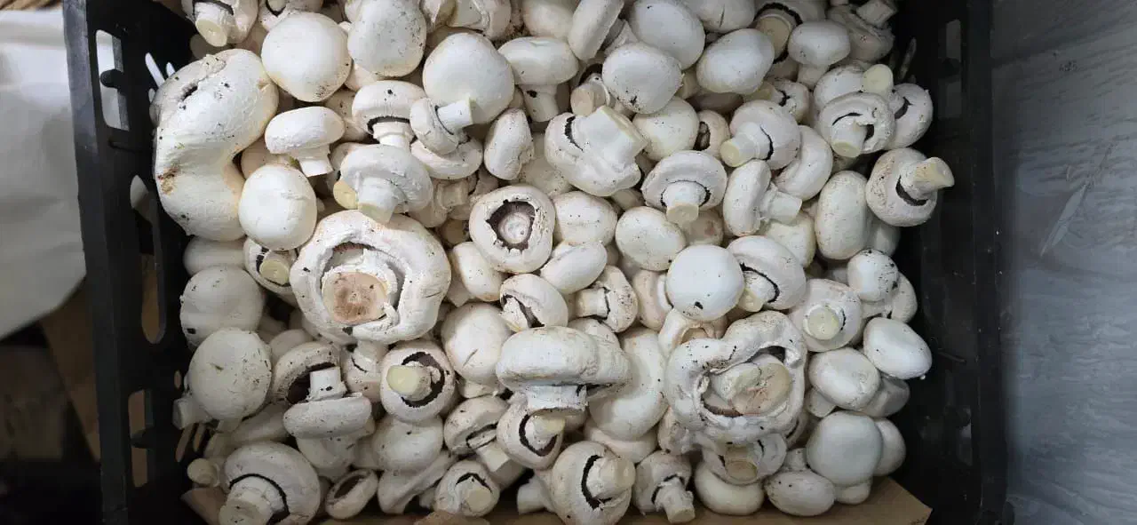 قارچ فله|خوردنی و آشامیدنی|ری, شهرک نظامی|دیوار