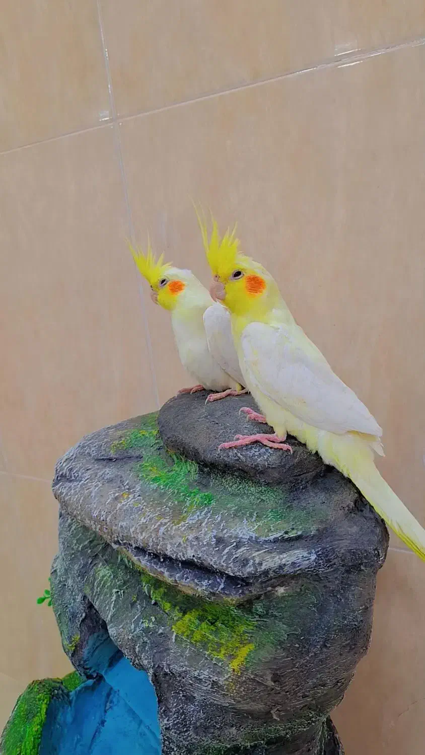 فروش عروس هلندی|پرنده|وراوی, |دیوار