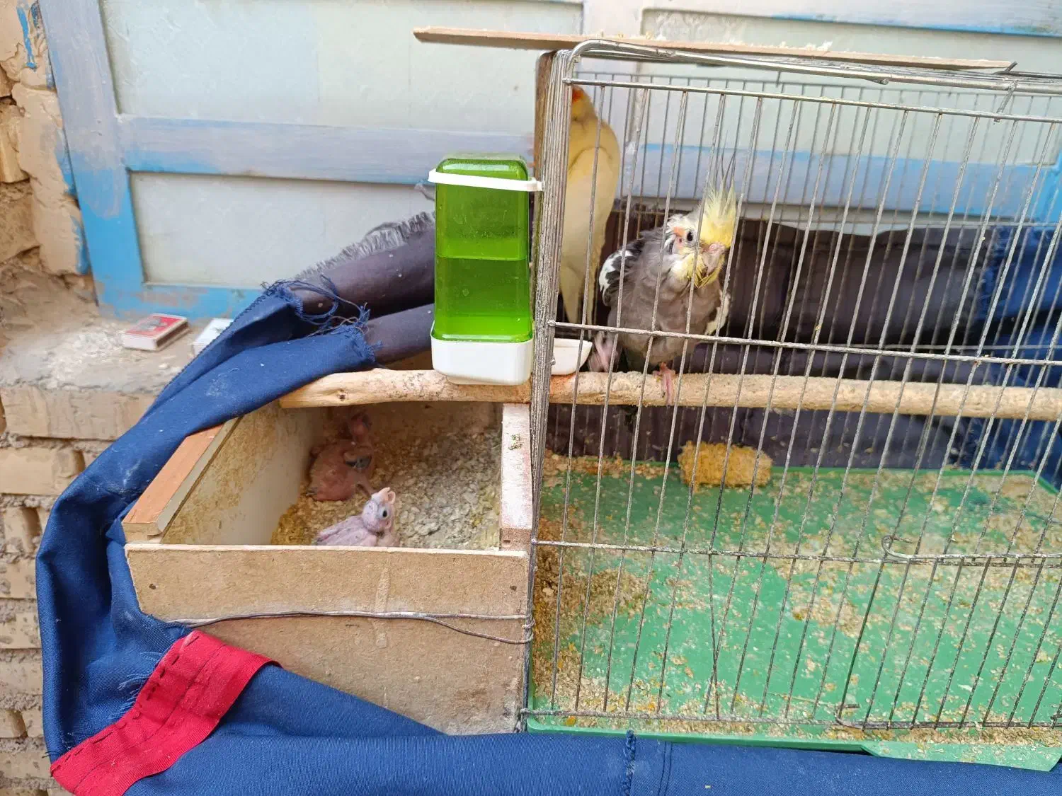 فروش عروس هلندی|پرنده|امیدیه, |دیوار