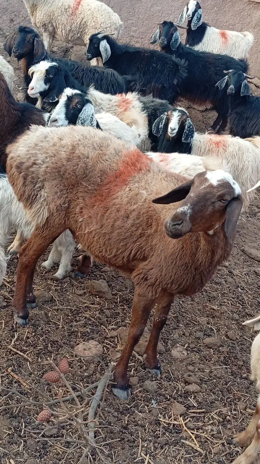 فوری|حیوانات مزرعه|قائن, |دیوار