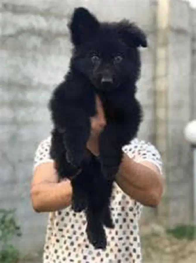 سگ محبوب خانواده ژرمن شپهرد همبازی کودکان|سگ|تهران, چیتگر شمالی|دیوار