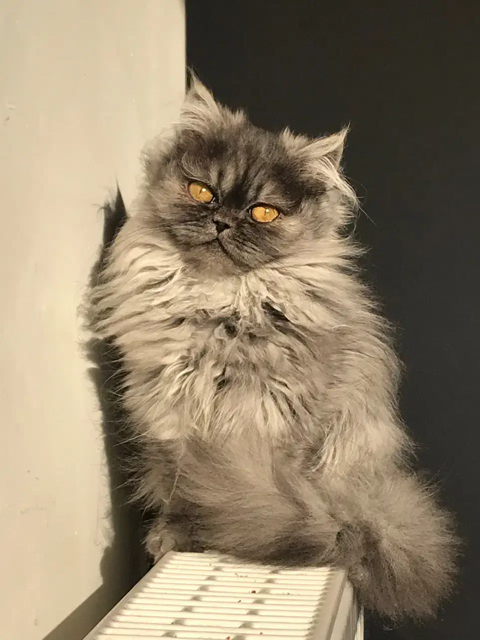 گربه بریتیش|گربه|پرند, فاز ۴|دیوار