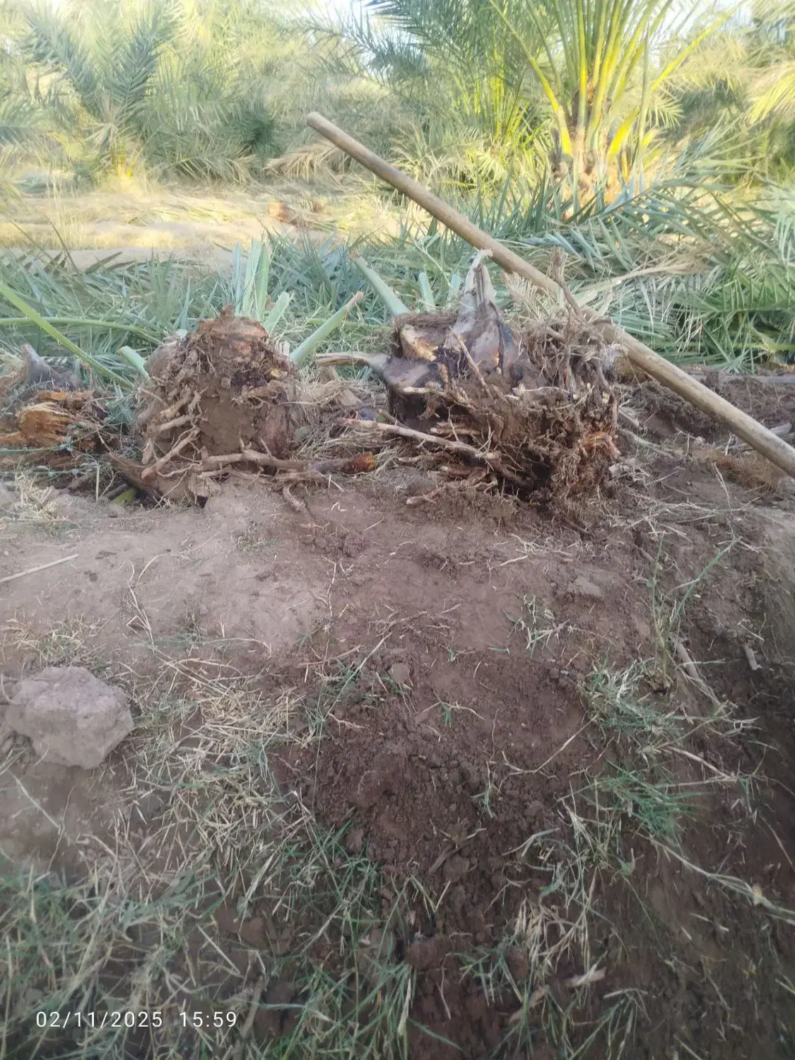 جنگ مضافتی اصل|گل و گیاه طبیعی|بم, |دیوار