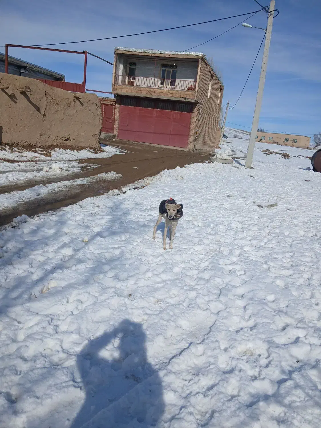 واگذاری|سگ|دهگلان, |دیوار