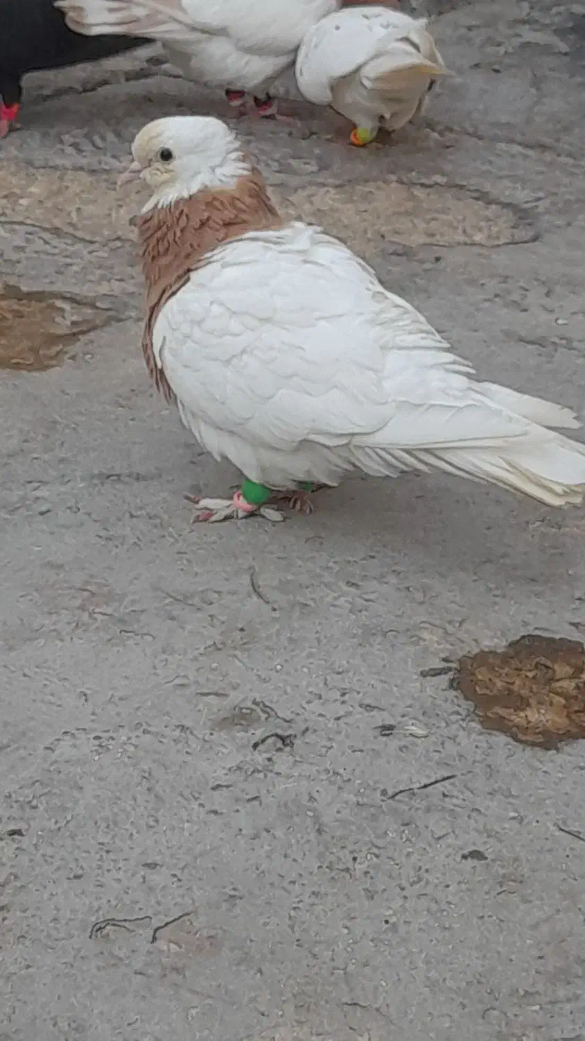 فروش چند عدد طوقی|پرنده|مهر, |دیوار