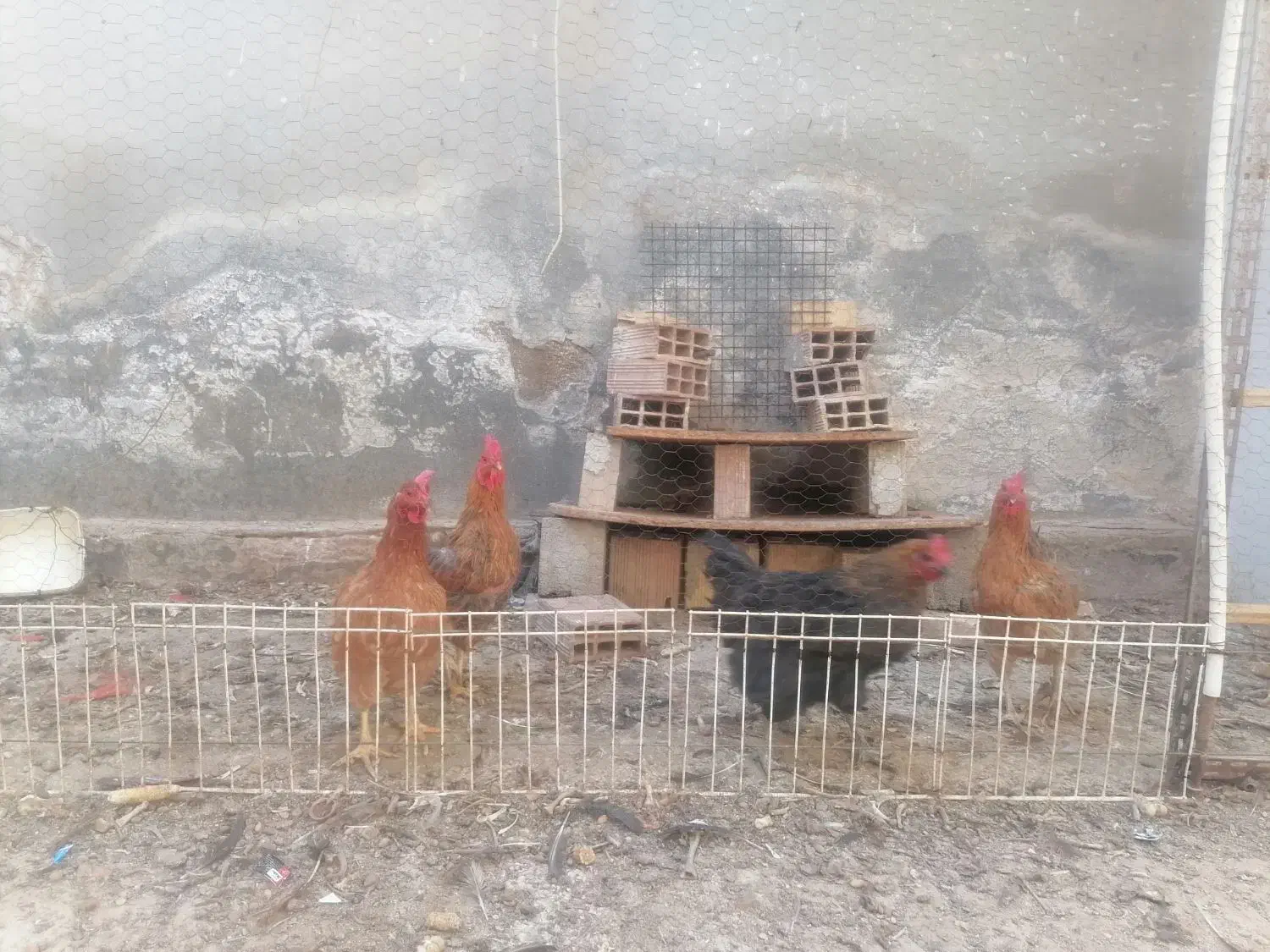 مرغ تخمگذار|حیوانات مزرعه|طبس, |دیوار