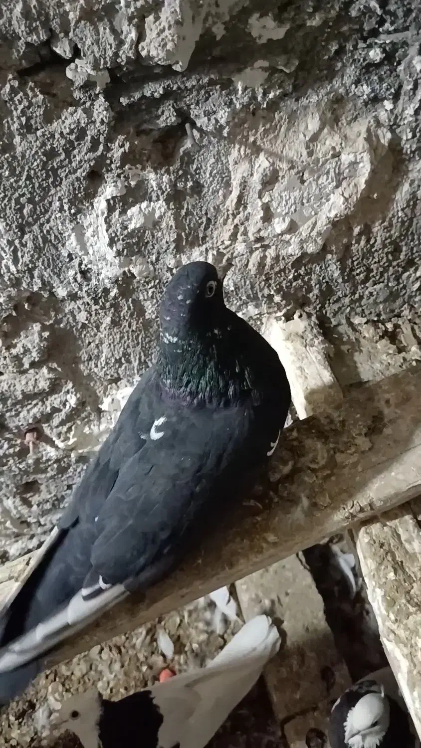 سلام چندفروشی|پرنده|زرند, |دیوار