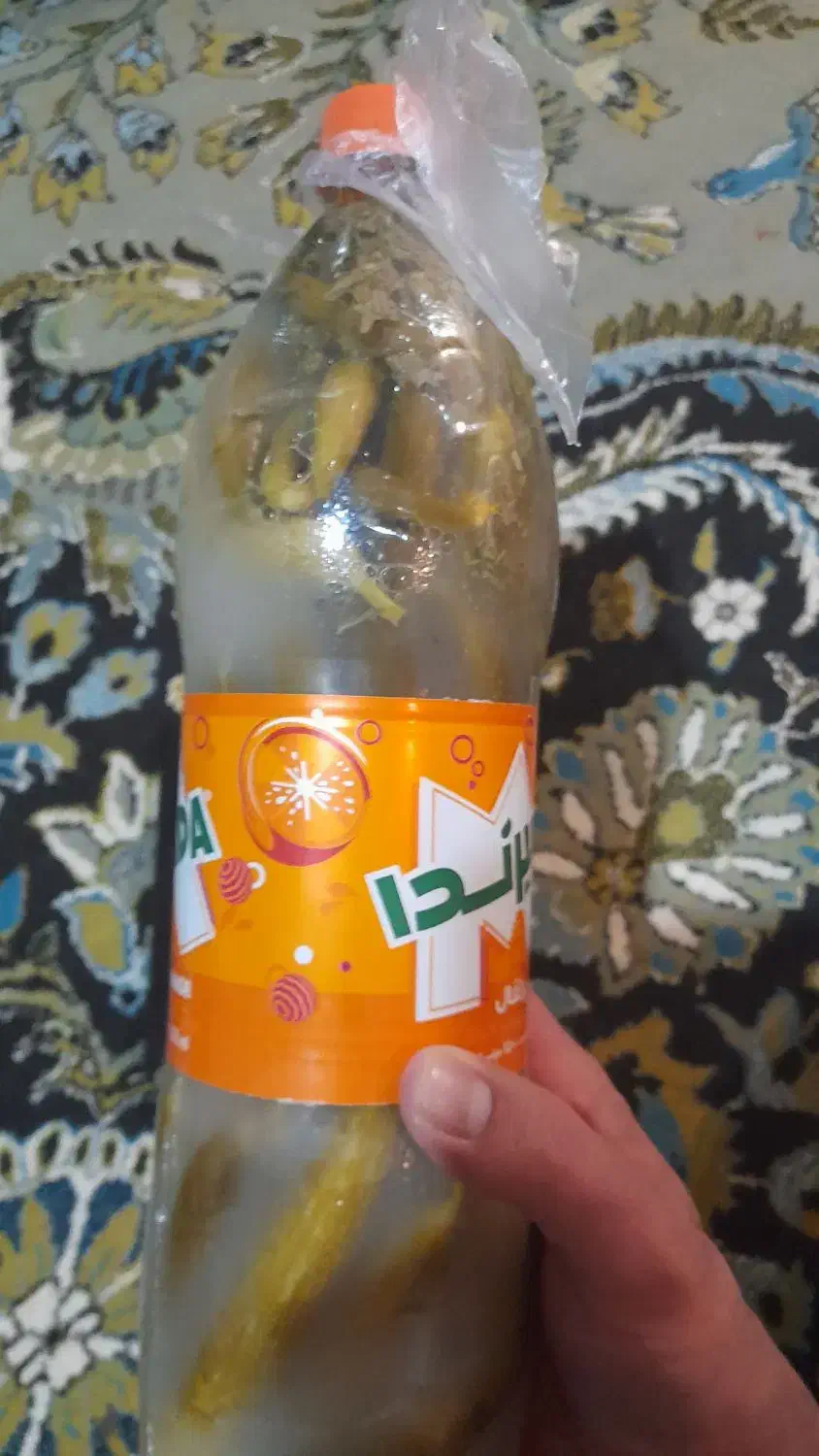 خیارشور تازه ومحلی|خوردنی و آشامیدنی|شیراز, مسلم|دیوار