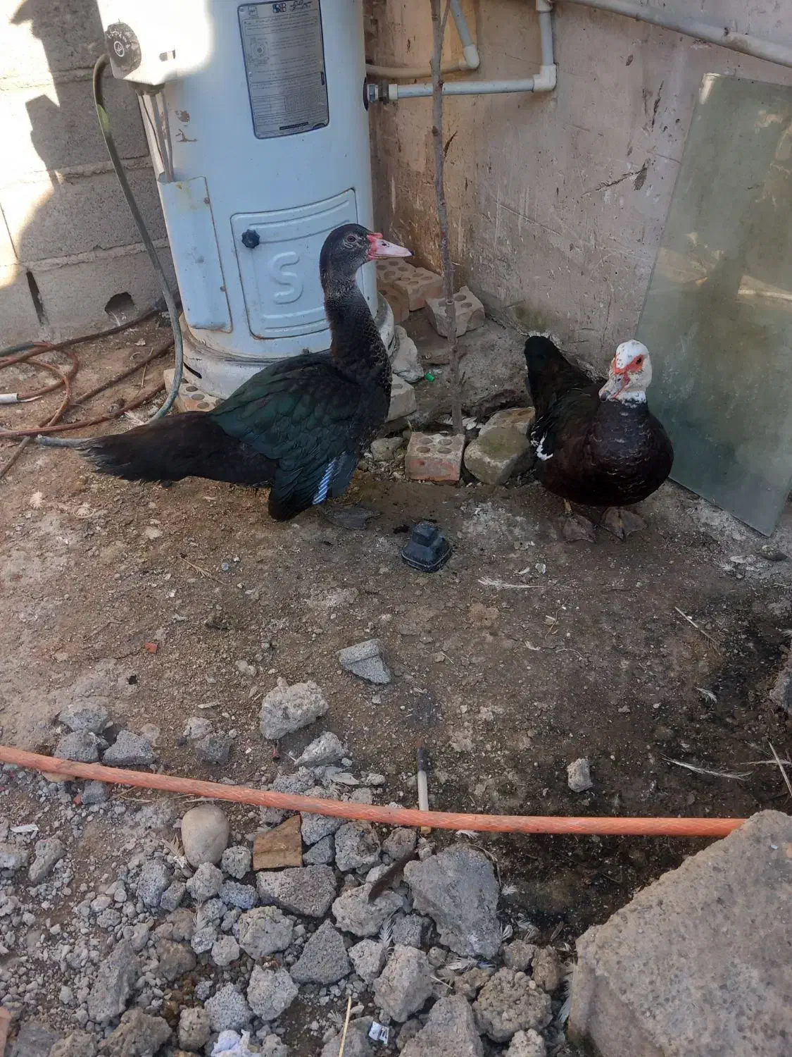 اروردک خارجی نروماده چاق|حیوانات مزرعه|رامیان, |دیوار