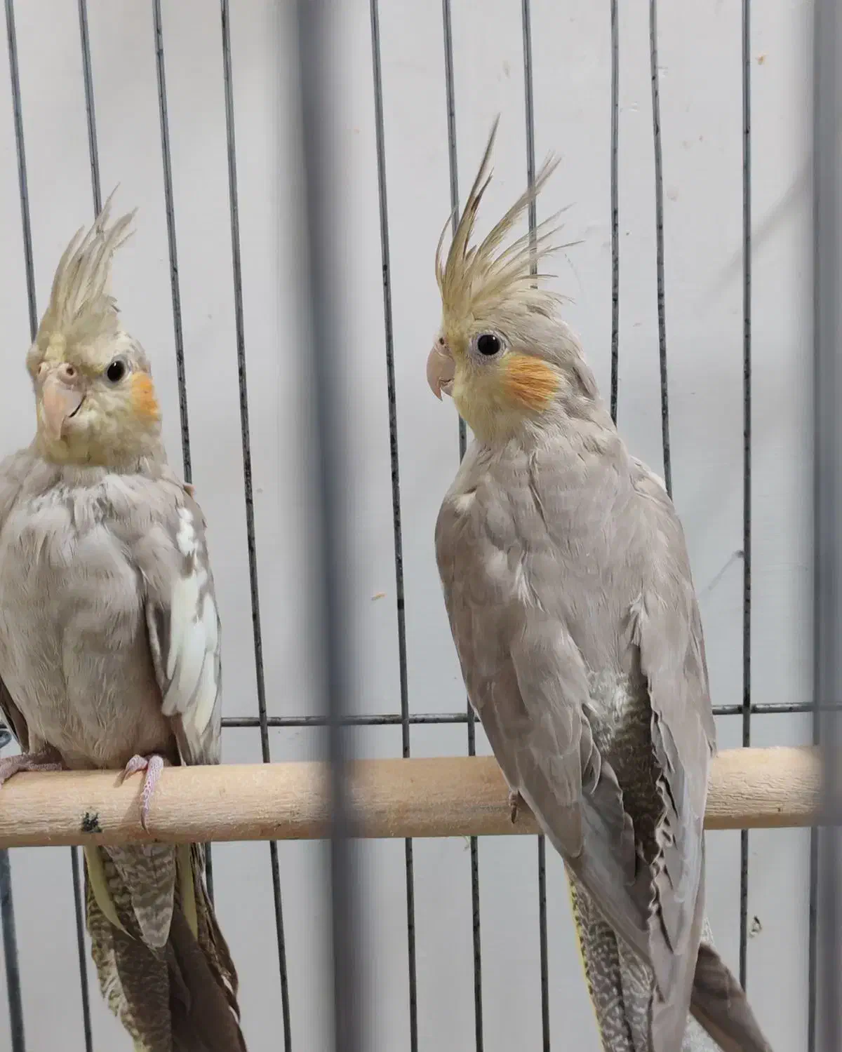 عروس هلندی نر|پرنده|مشهد, هدایت|دیوار