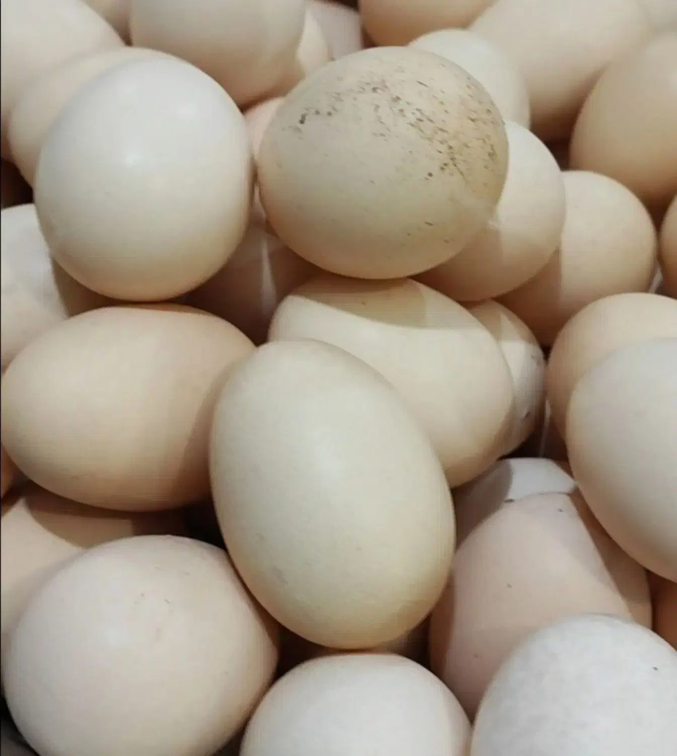 تخم مرغ نطفه دار تضمینی مرغ و خروس فروشی هم هس|حیوانات مزرعه|شیراز, باهنر|دیوار