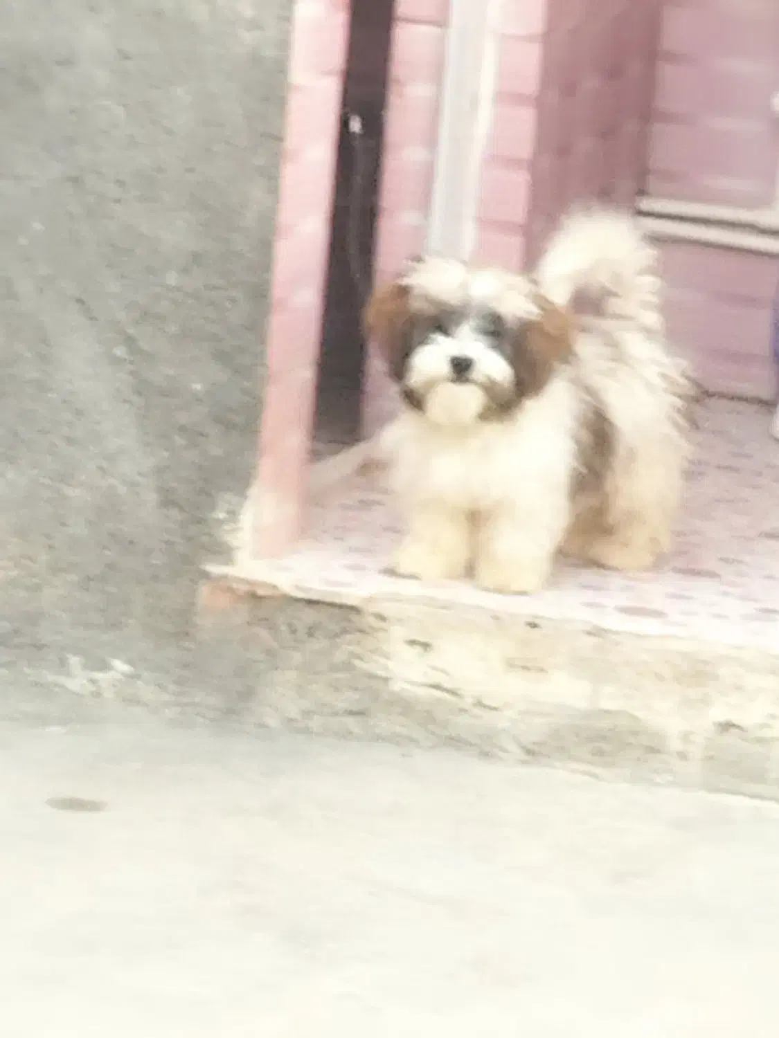 سگ واگذاری|سگ|کوهدشت, |دیوار