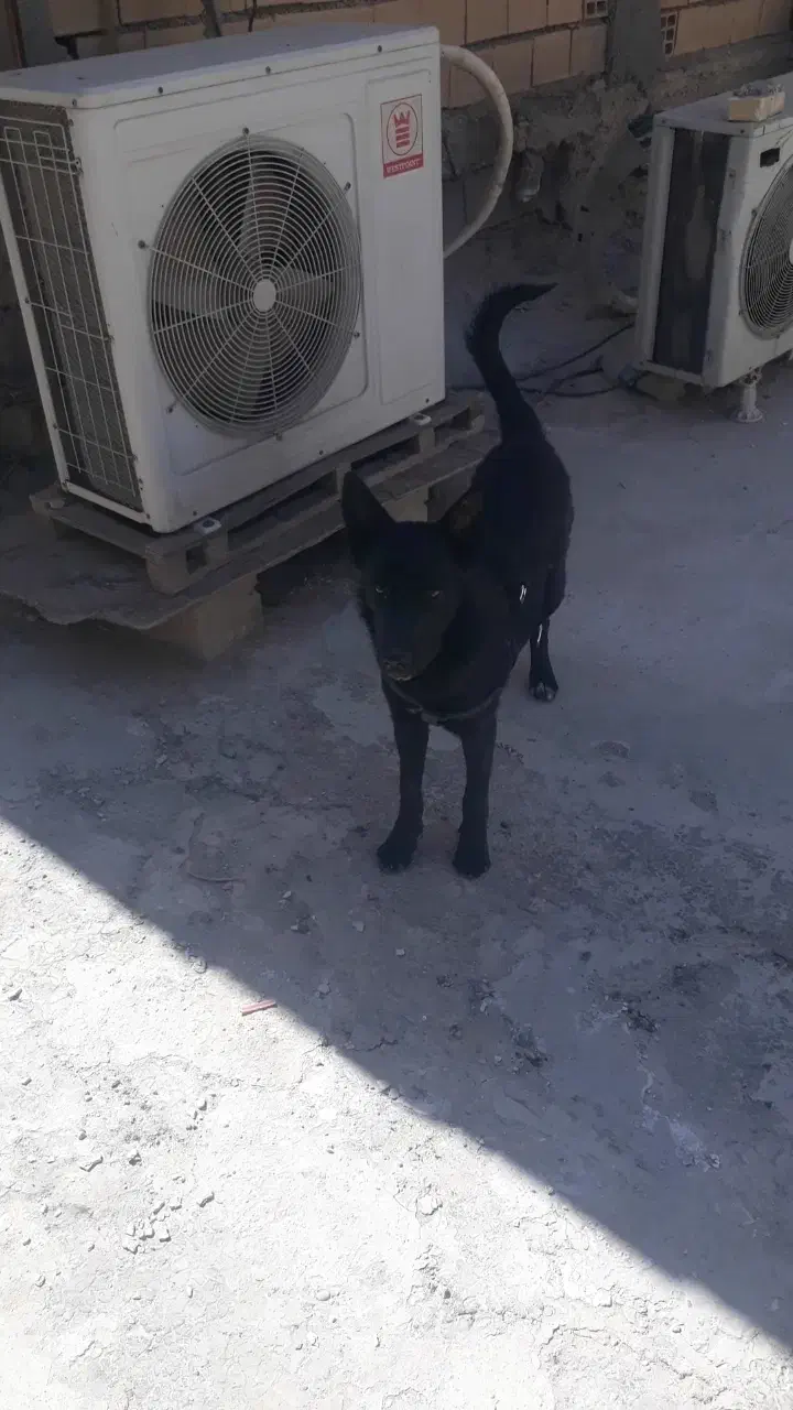 سگ نگهبانی ژرمن بلک کلاسیک|سگ|بندر ماهشهر, |دیوار