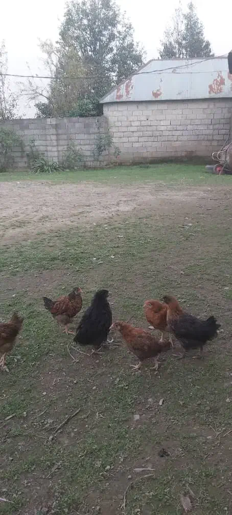 جوجه ،شاخدار،جوجه اردک محلی|حیوانات مزرعه|رشت, چمارسرا|دیوار