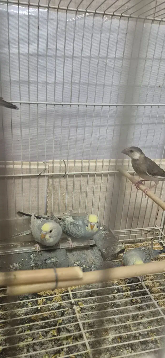 نرگسی و رنگین کمانی|پرنده|زاهدان, |دیوار